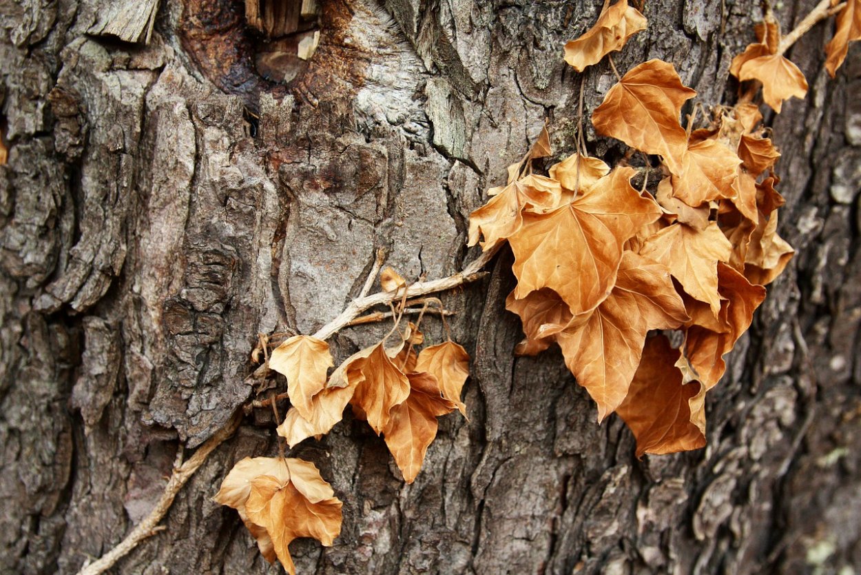 Bark Leaf