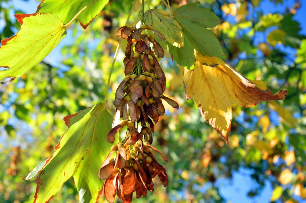 Клен кора дерева