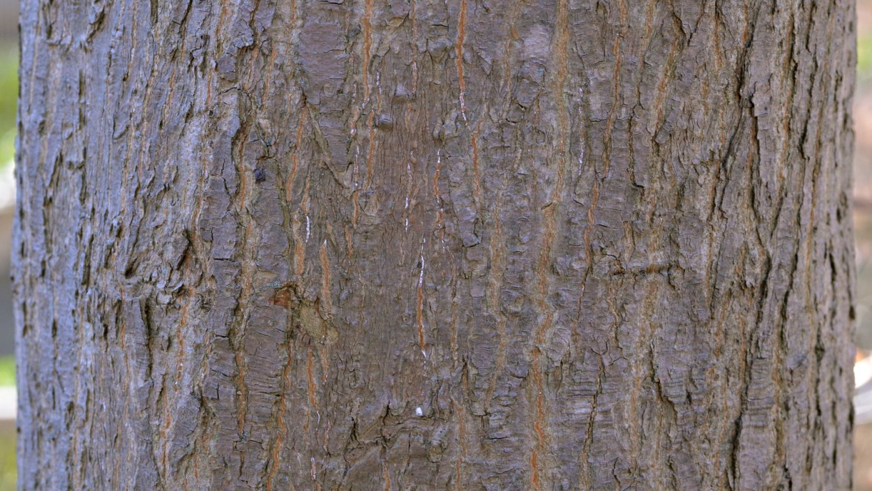 Красивая кора дерева