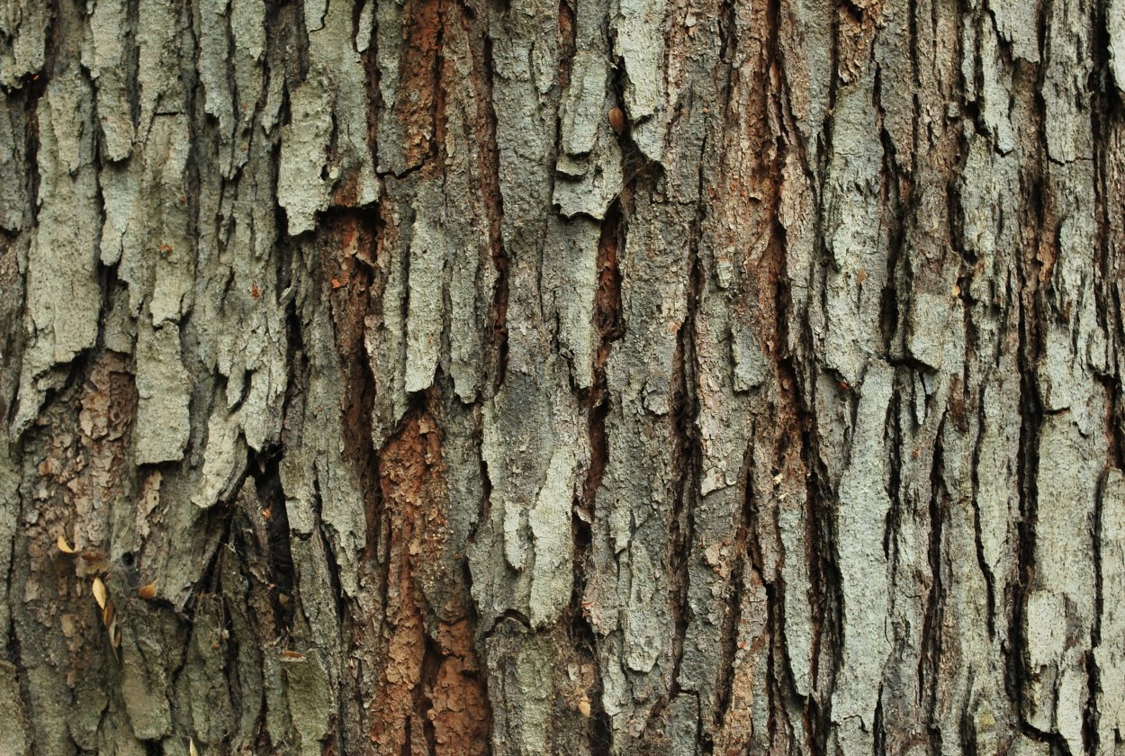 Клен ясенелистный (Acer negundo)