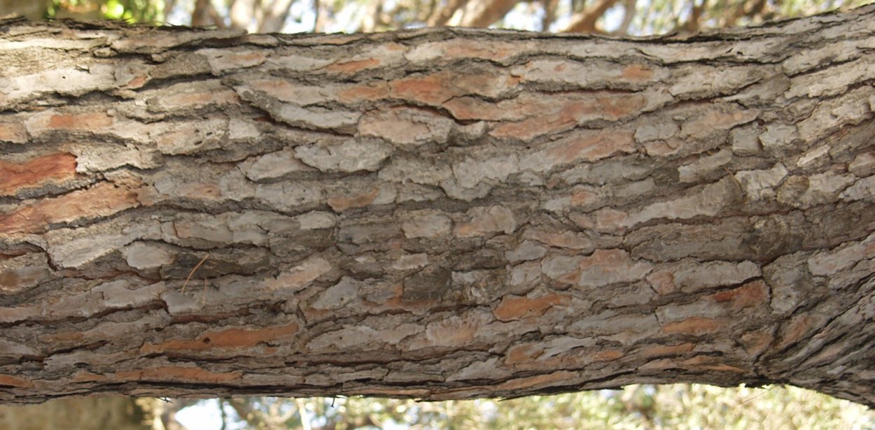 Растрескивание коры плодовых деревьев яблони