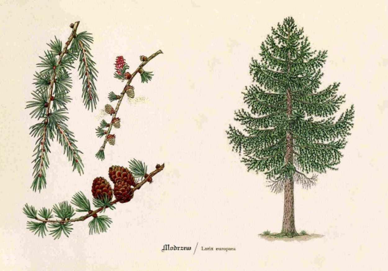 Лиственница Даурская Ботанический рисунок