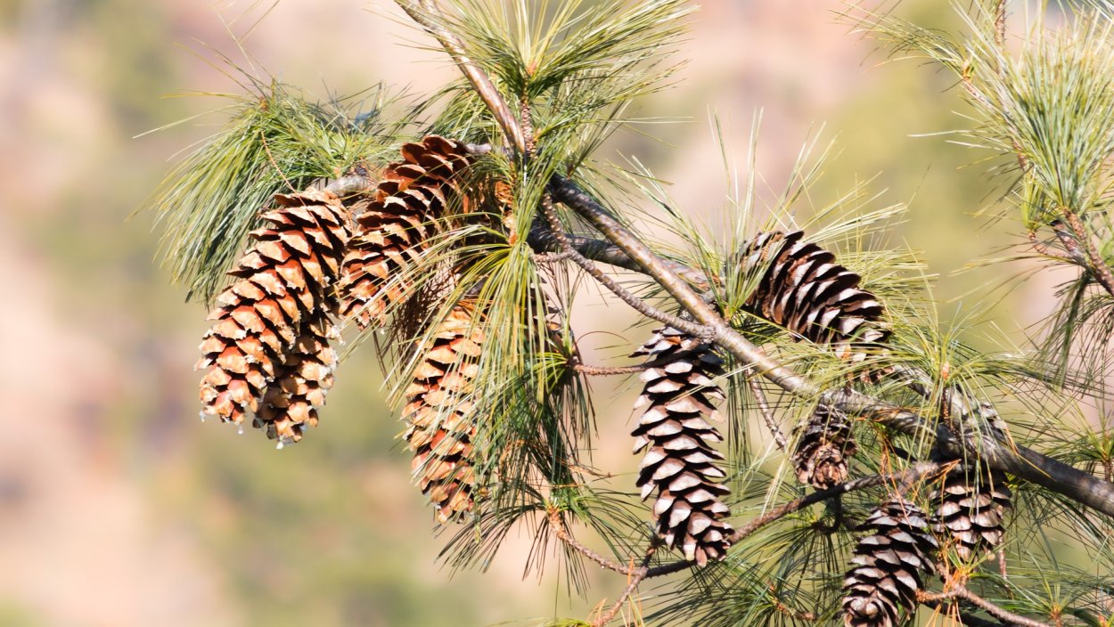 Еловая, Пихтовая, Сосновая лапы