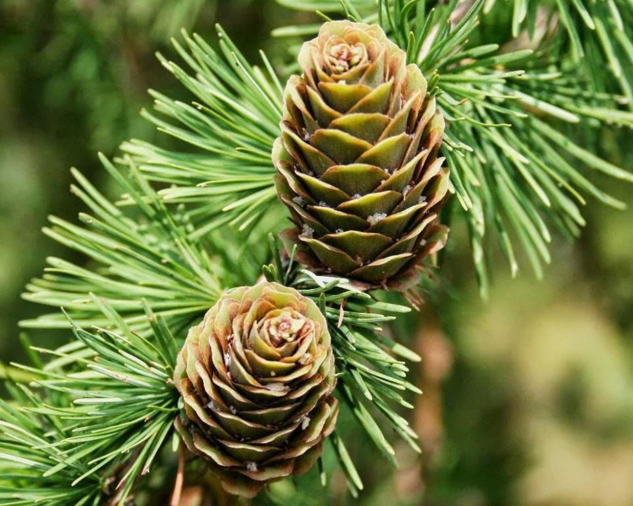 Полярная роза лиственница