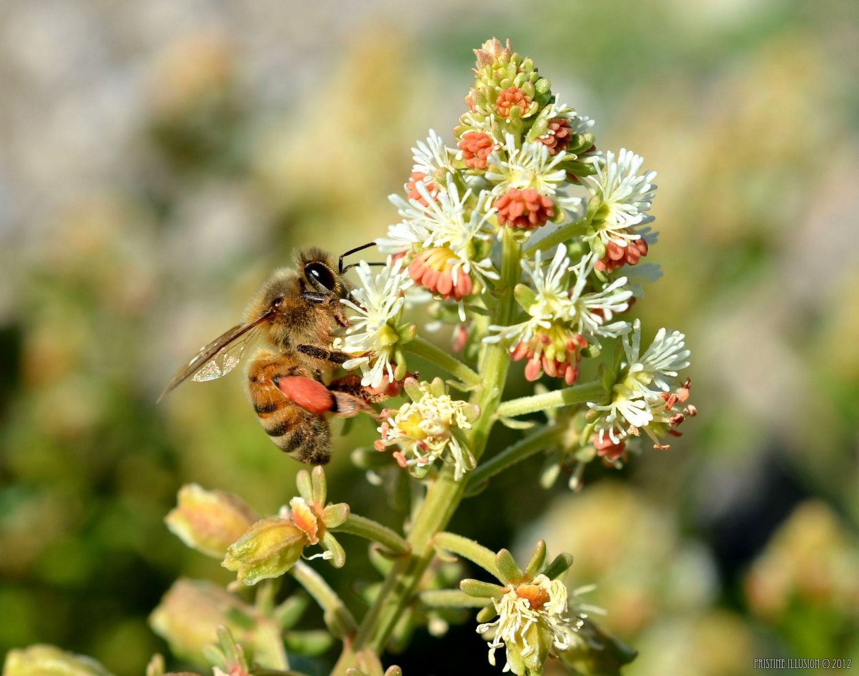 Незабудка Болотная Myosotis scorpioides