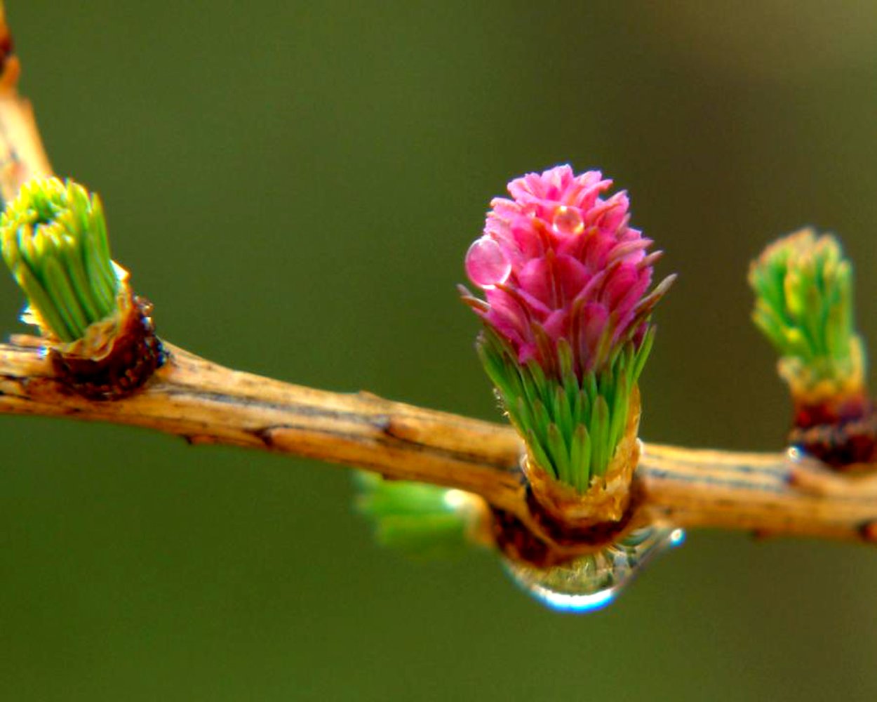 Ель сосна пихта лиственница