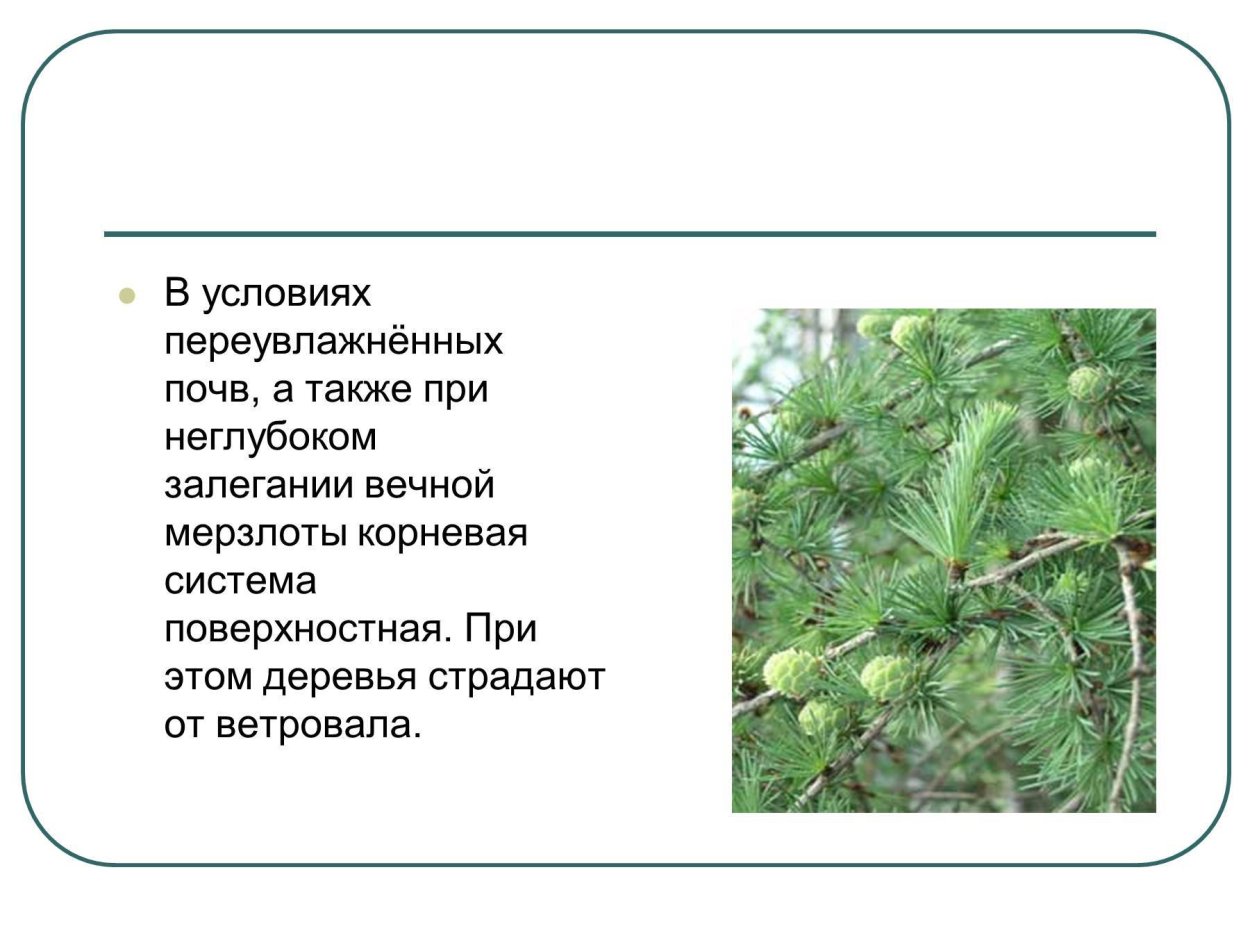 Полярная лиственница цветет