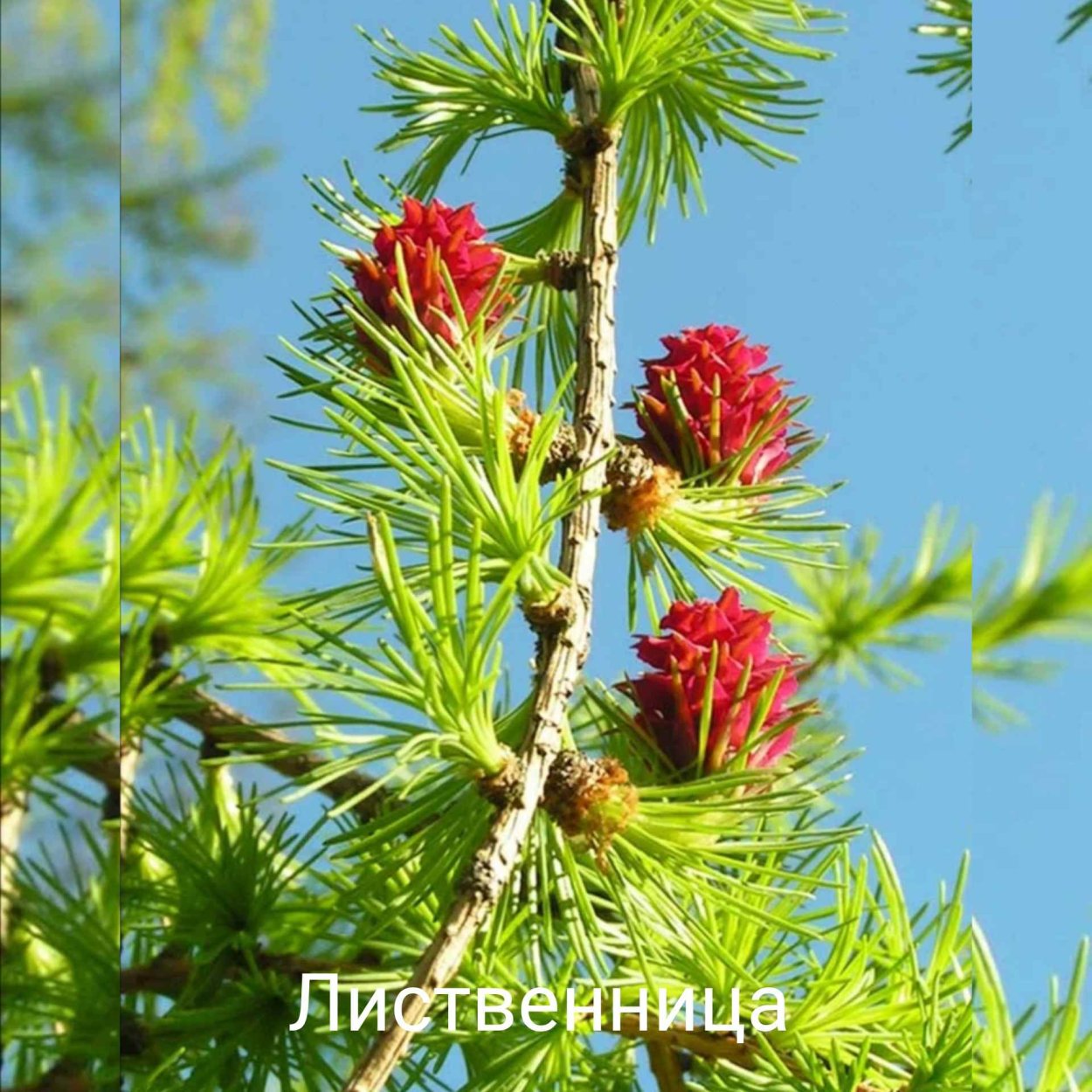 Лиственница Даурская