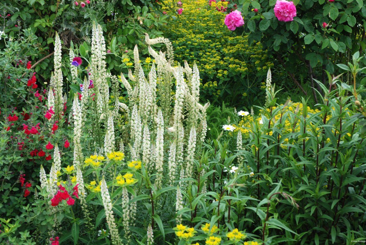 Горец родственный (Polygonum affine &#96;Daijeerling Red&#96;)