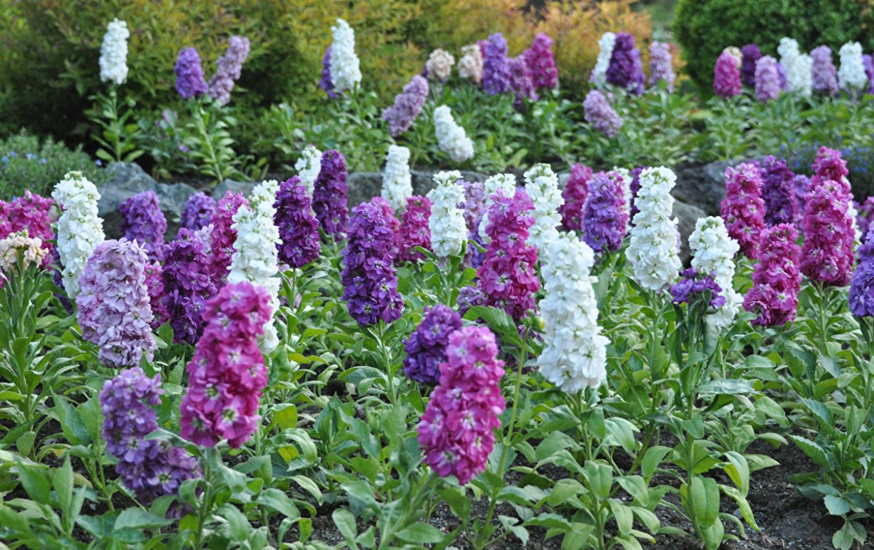 Цветок Резеда душистая