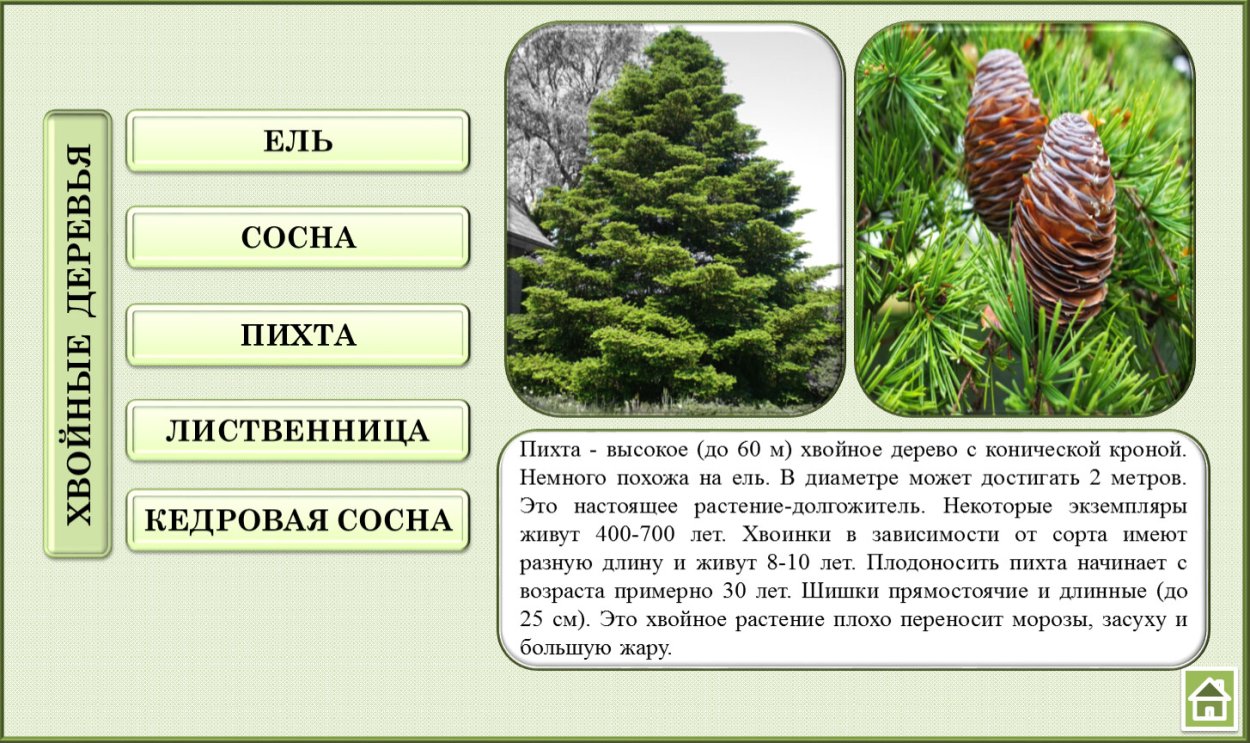 Лжелиственница Кемпфера