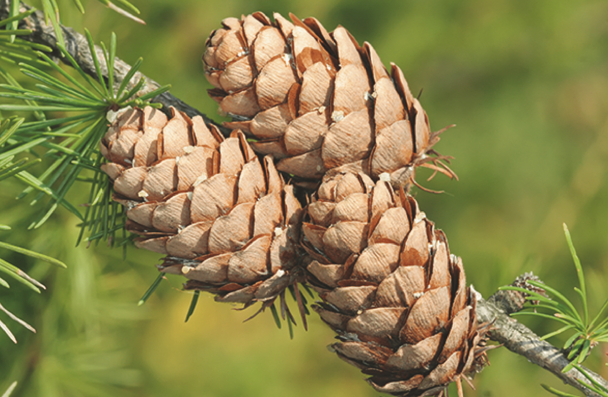 Pinophyta, Gymnospermae