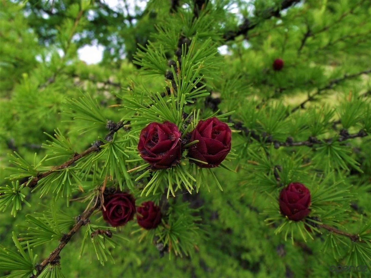 Лиственница Сибирская Larix sibirica