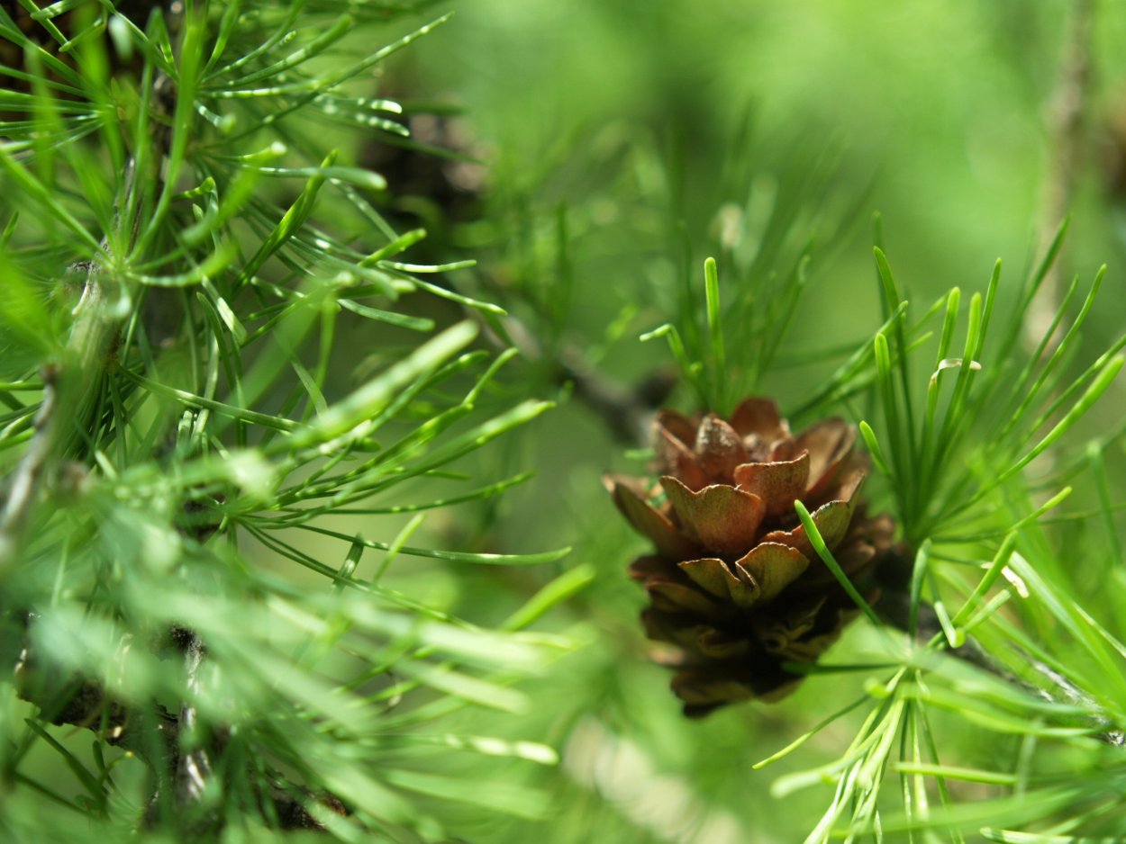 Лиственница Гмелина