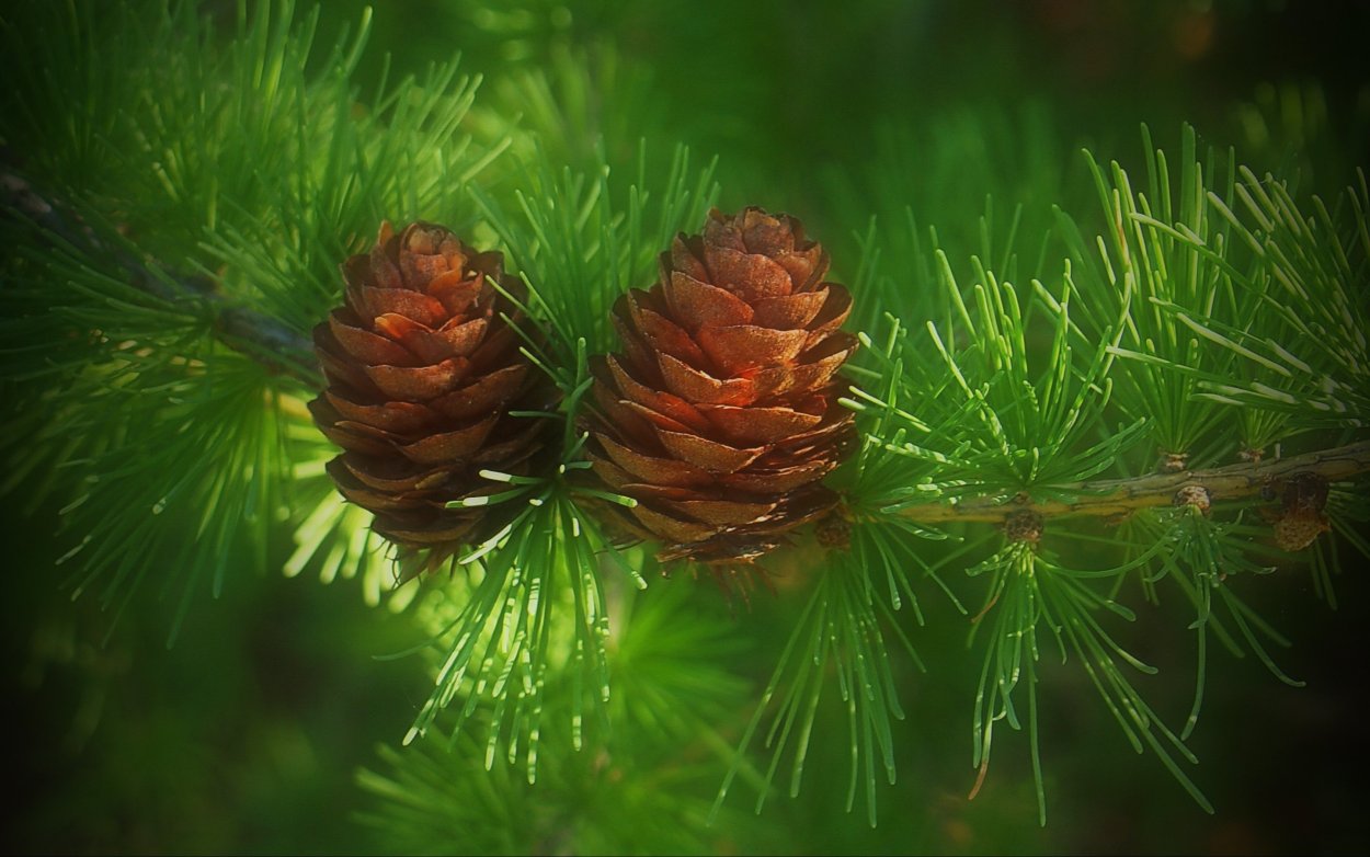 Хвоинки лиственницы описание
