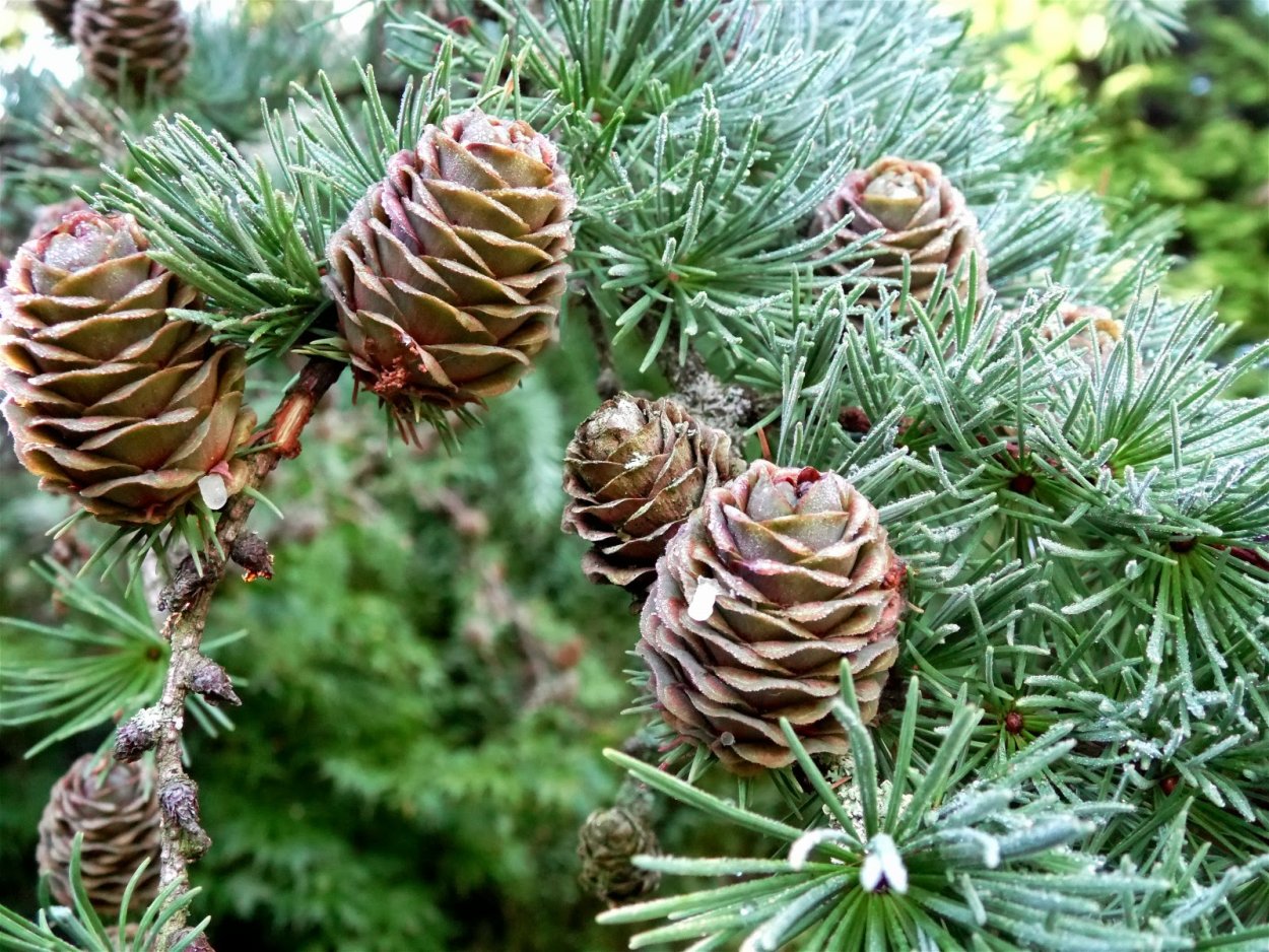 Лиственница Ольгинская