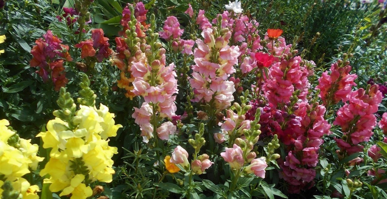 Резеда душистая