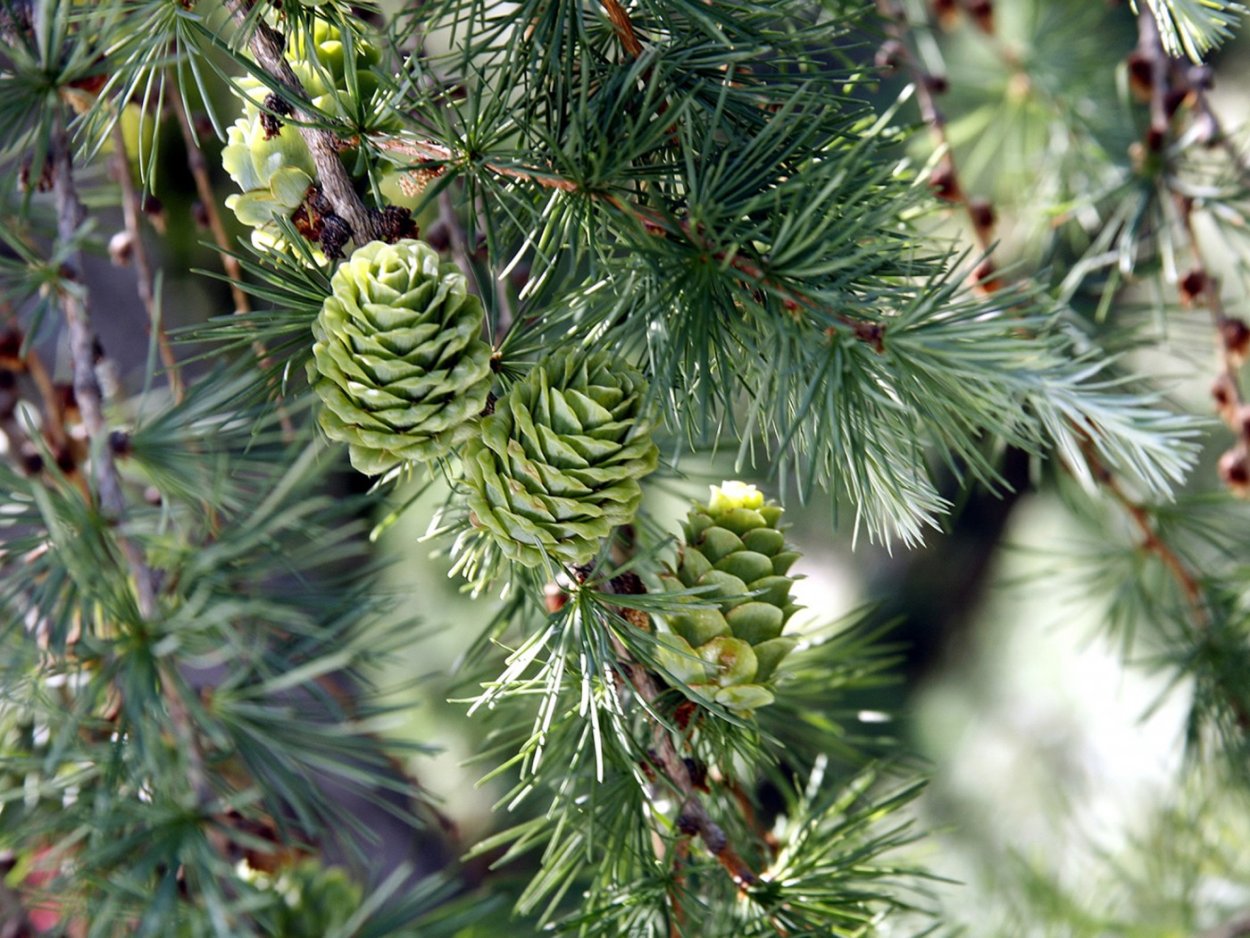 Лиственница японская Larix Leptolepis