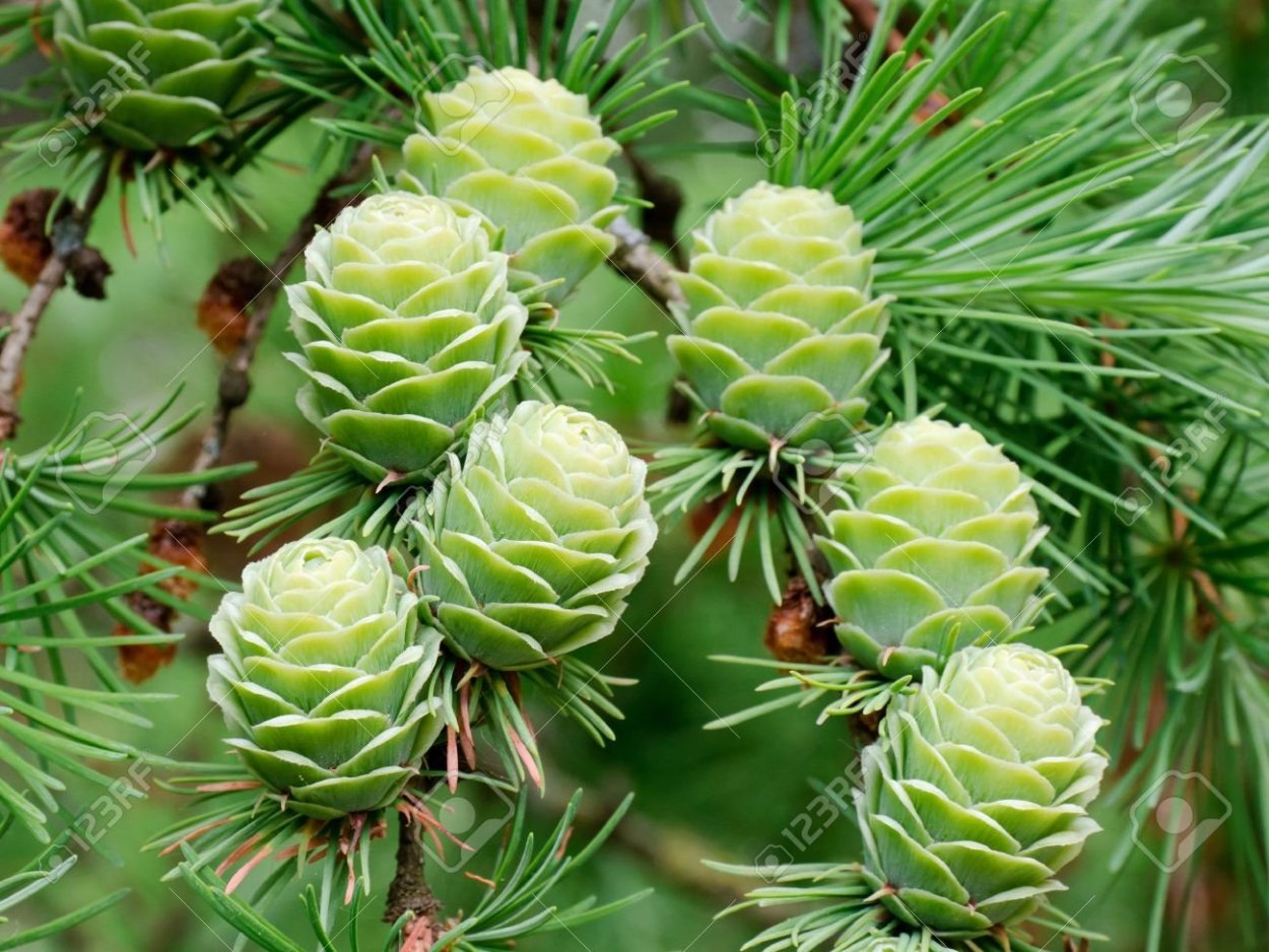 Лиственница Larix decidua