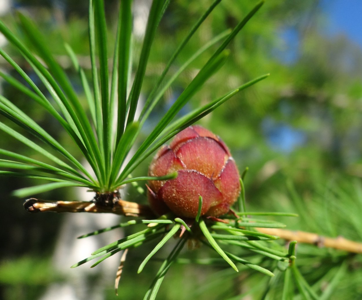 Лиственница шишки и хвоинки