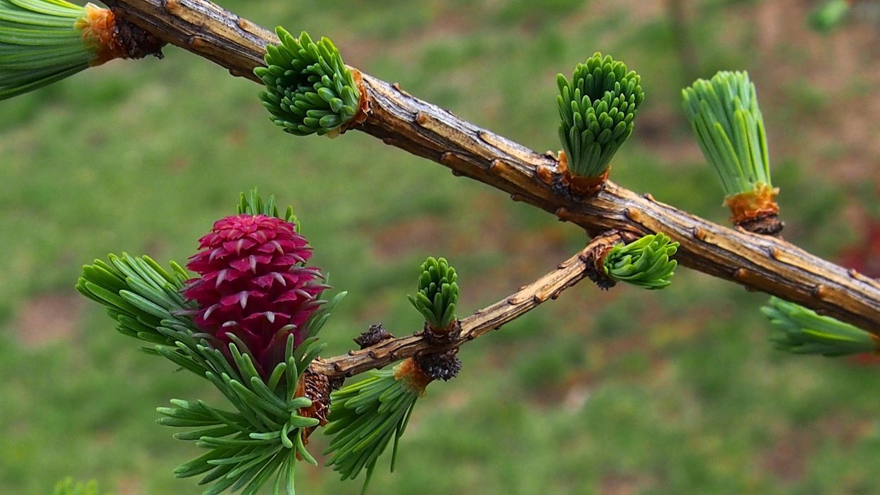 Лиственница Сибирская Larix sibirica