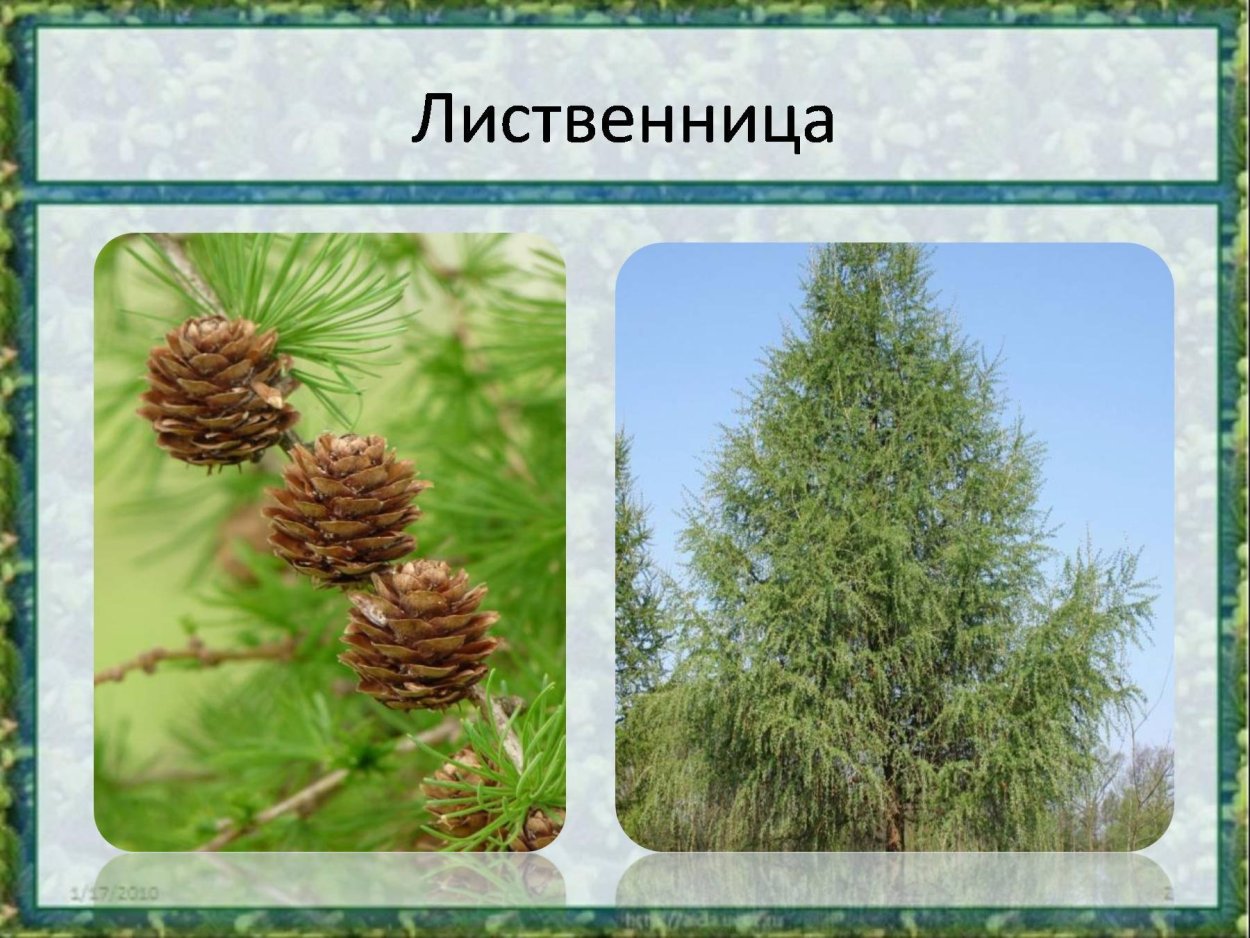 Лиственница Сибирская (Larix sibirica Ledeb.)