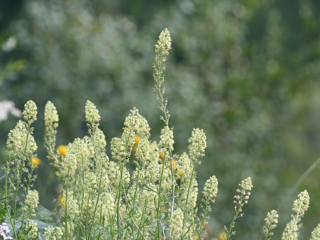 Цветок Резеда голубая
