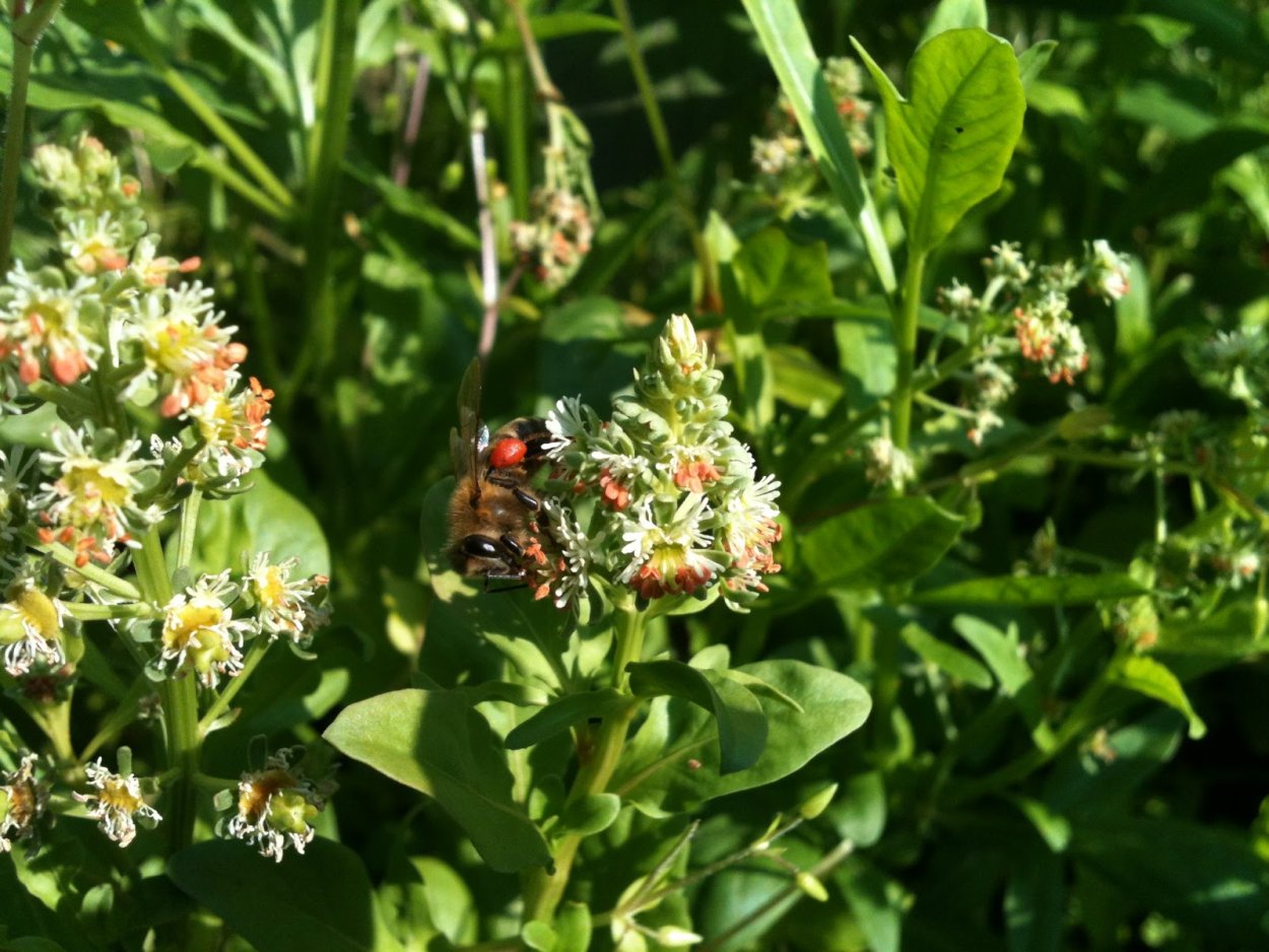 Ризида с днем рождения