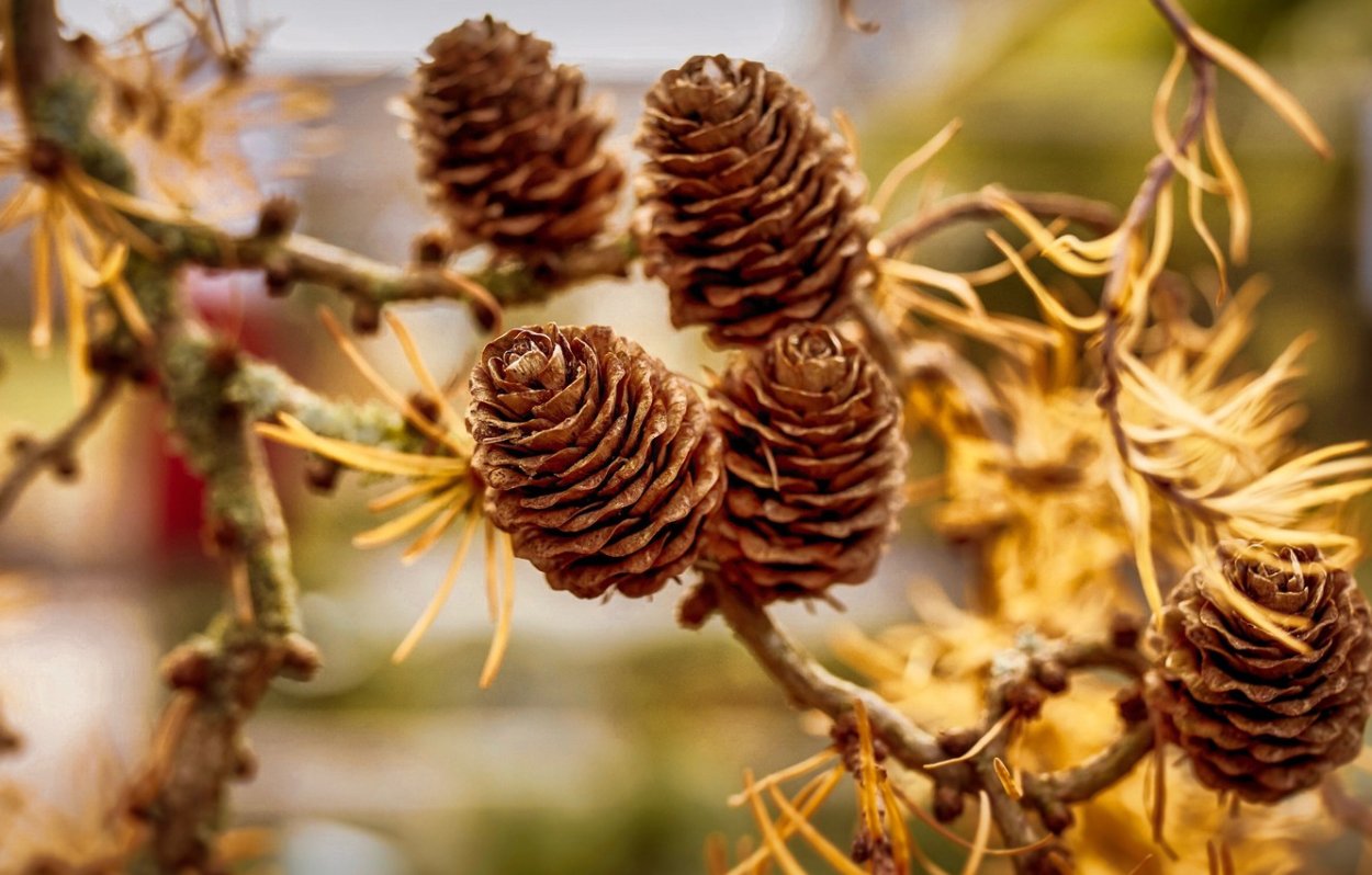 Лиственница Ольгинская