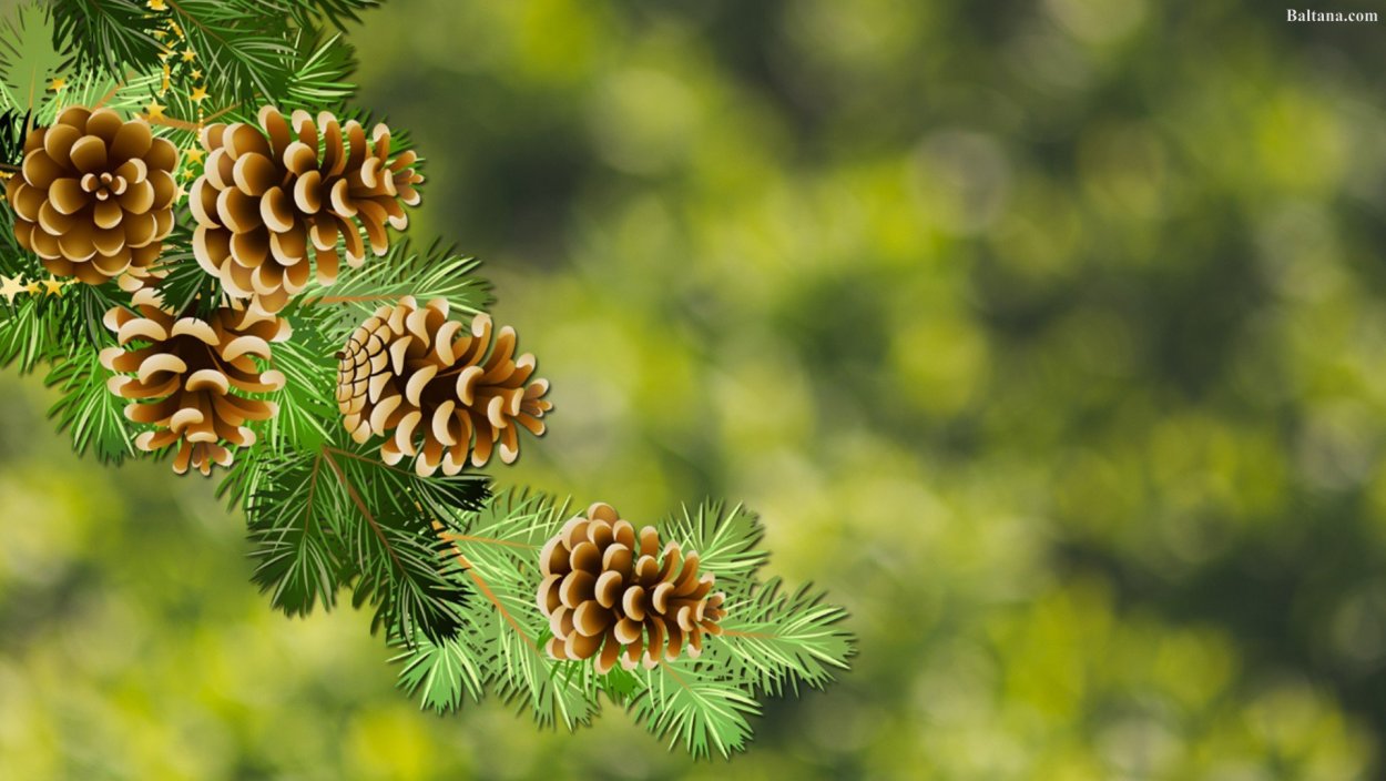 Размножение сосны обыкновенной схема
