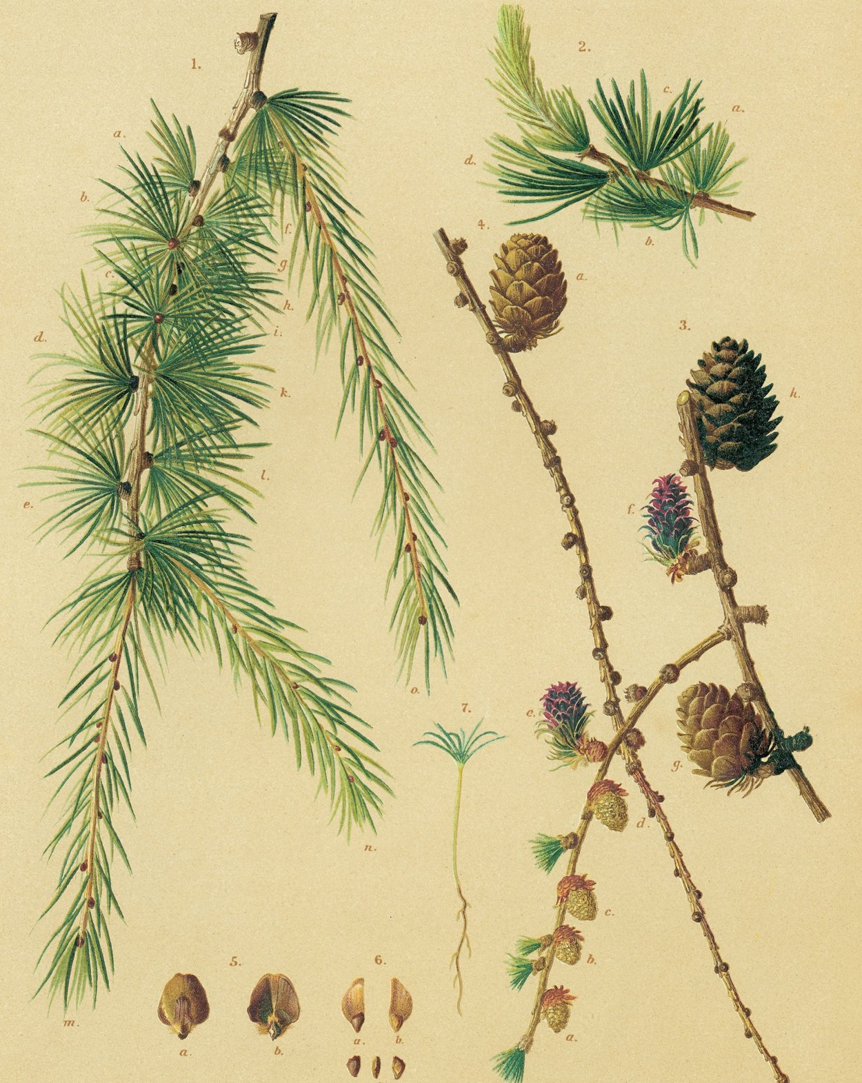 Лиственница ветки и шишки