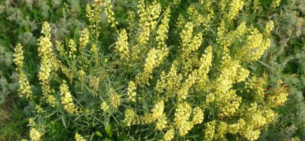 Люпины букет