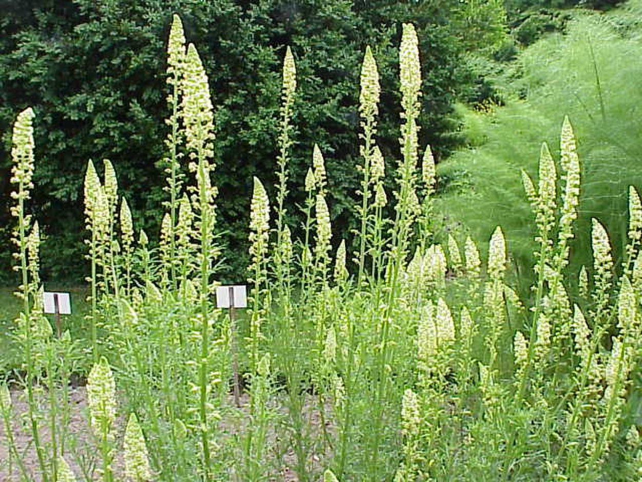 Пурпурные цветы