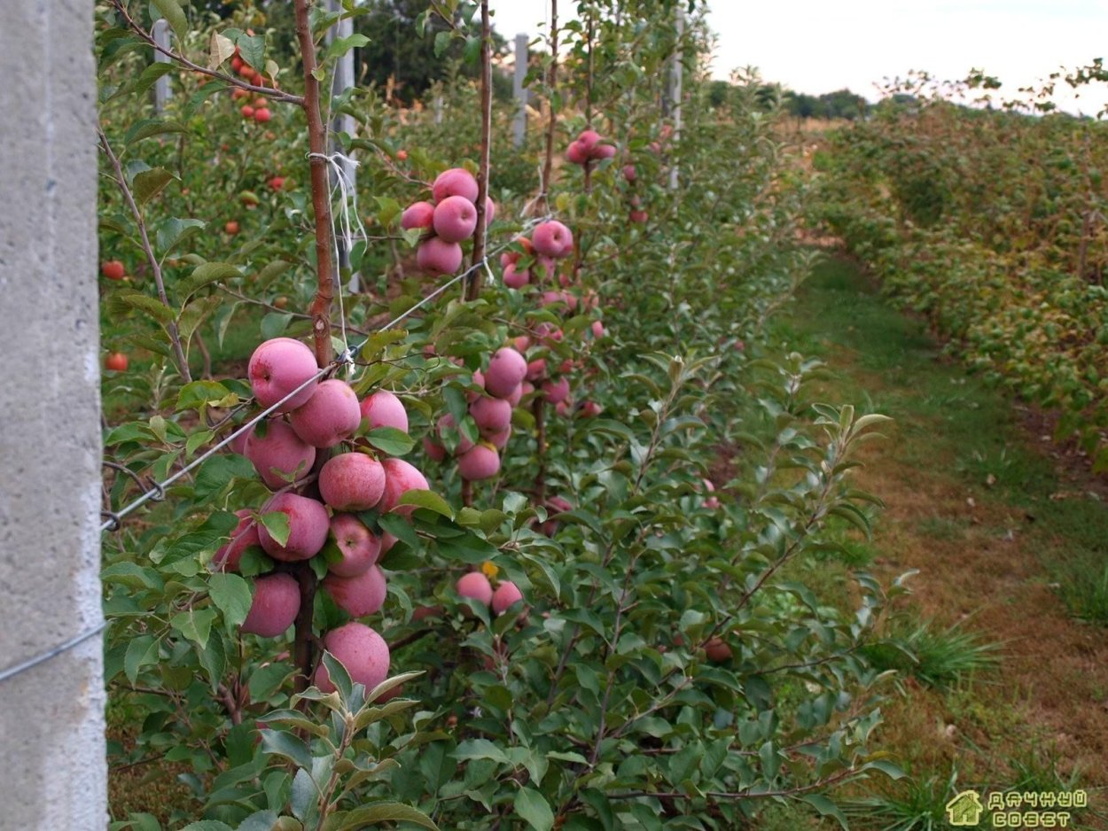 Полукарликовое дерево яблоня