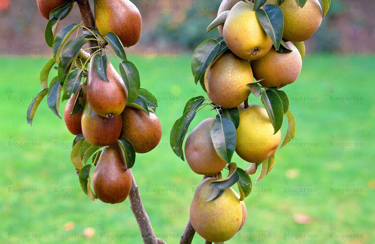 Яблоня желанное суперкарлик