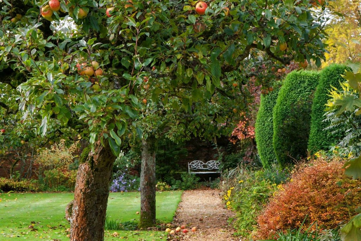 Яблоня колоновидная Останкино