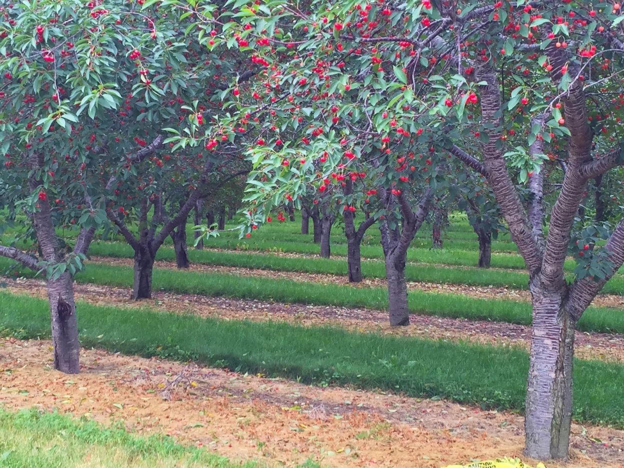 Колоновидная груша дерево