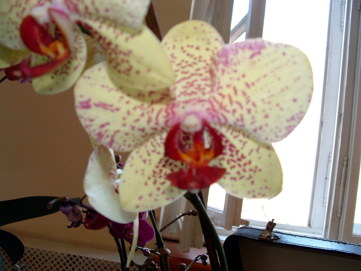 Орхидея Кэтрин Кейт