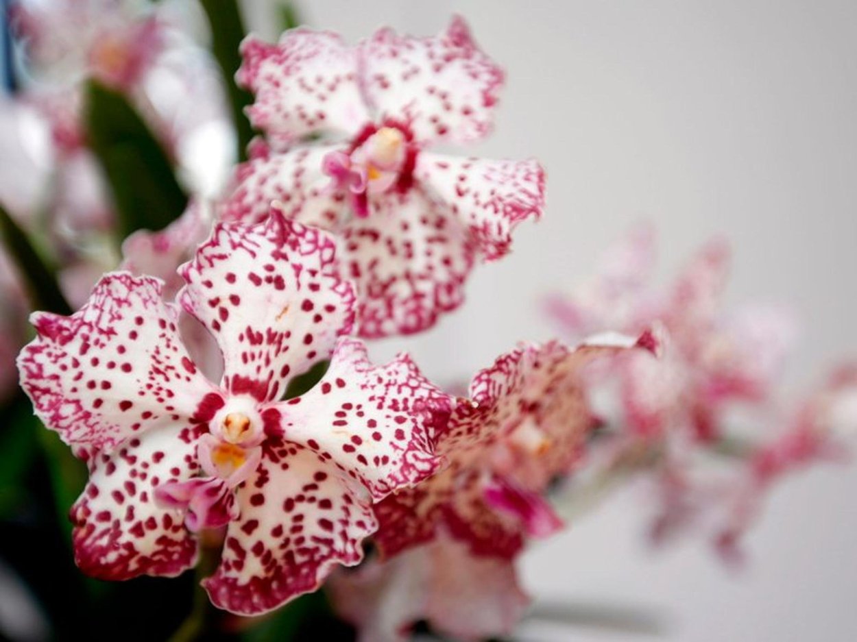 Vanda William Catherine