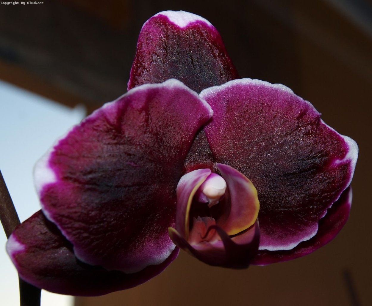 Орхидея Cymbidium