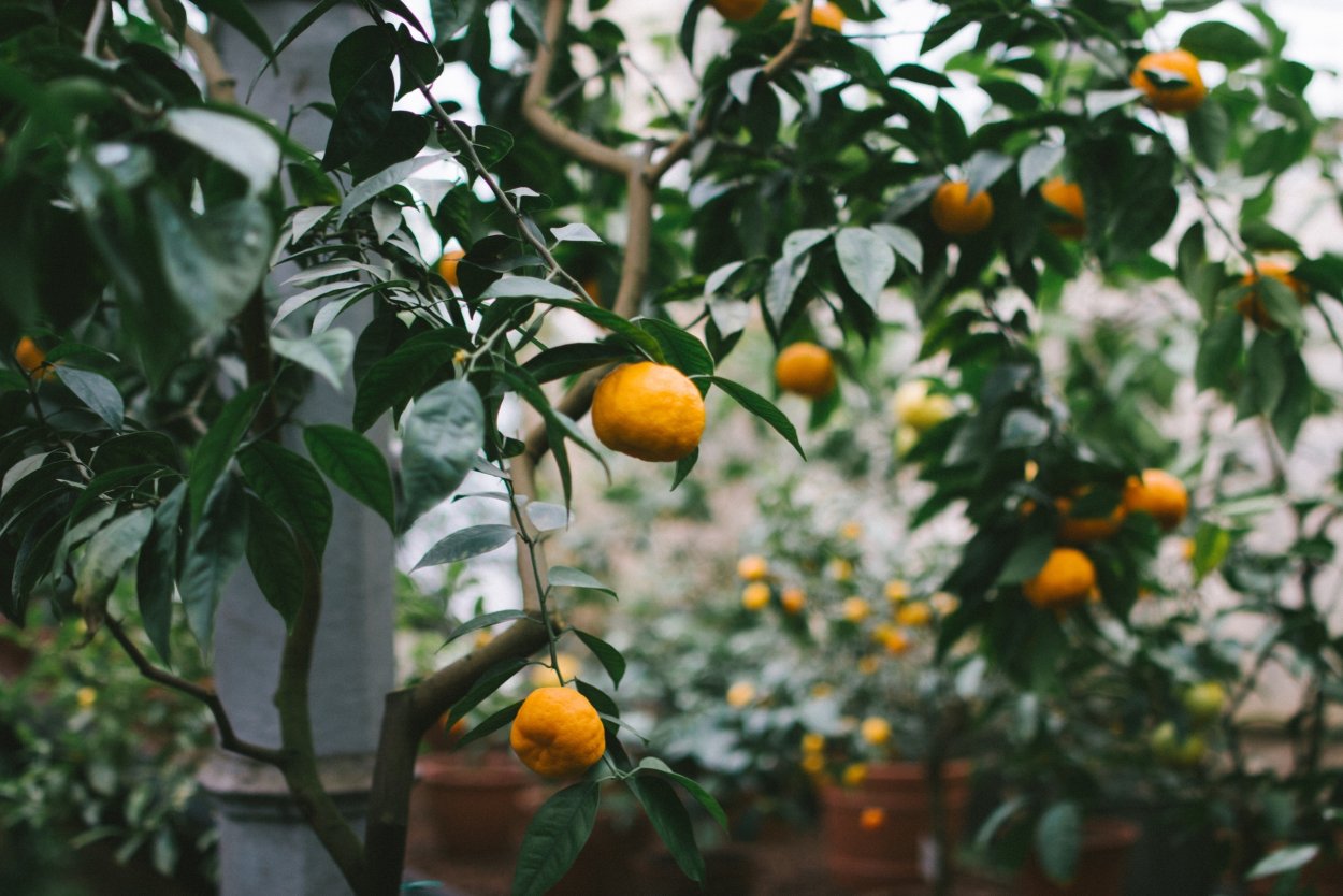 Апельсин (Citrus sinensis)