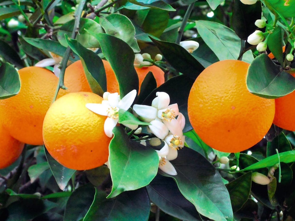 Цитрус (Citrus) растение