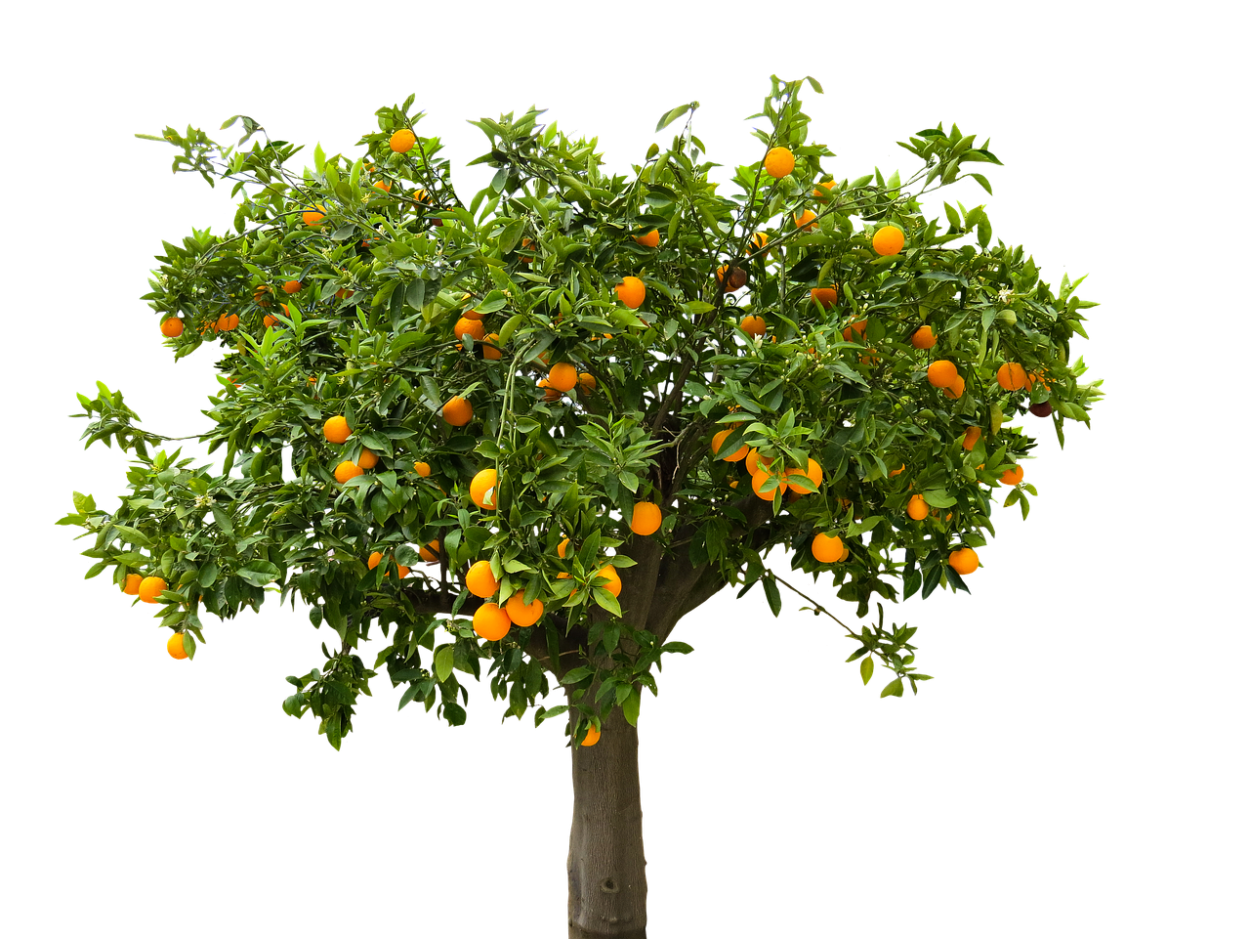 Цитрус (Citrus) растение
