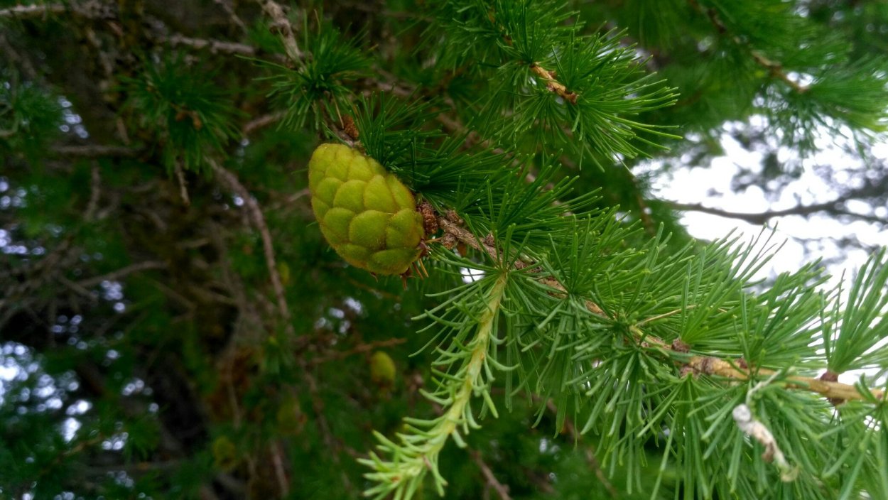 Тсуга канадская шишки