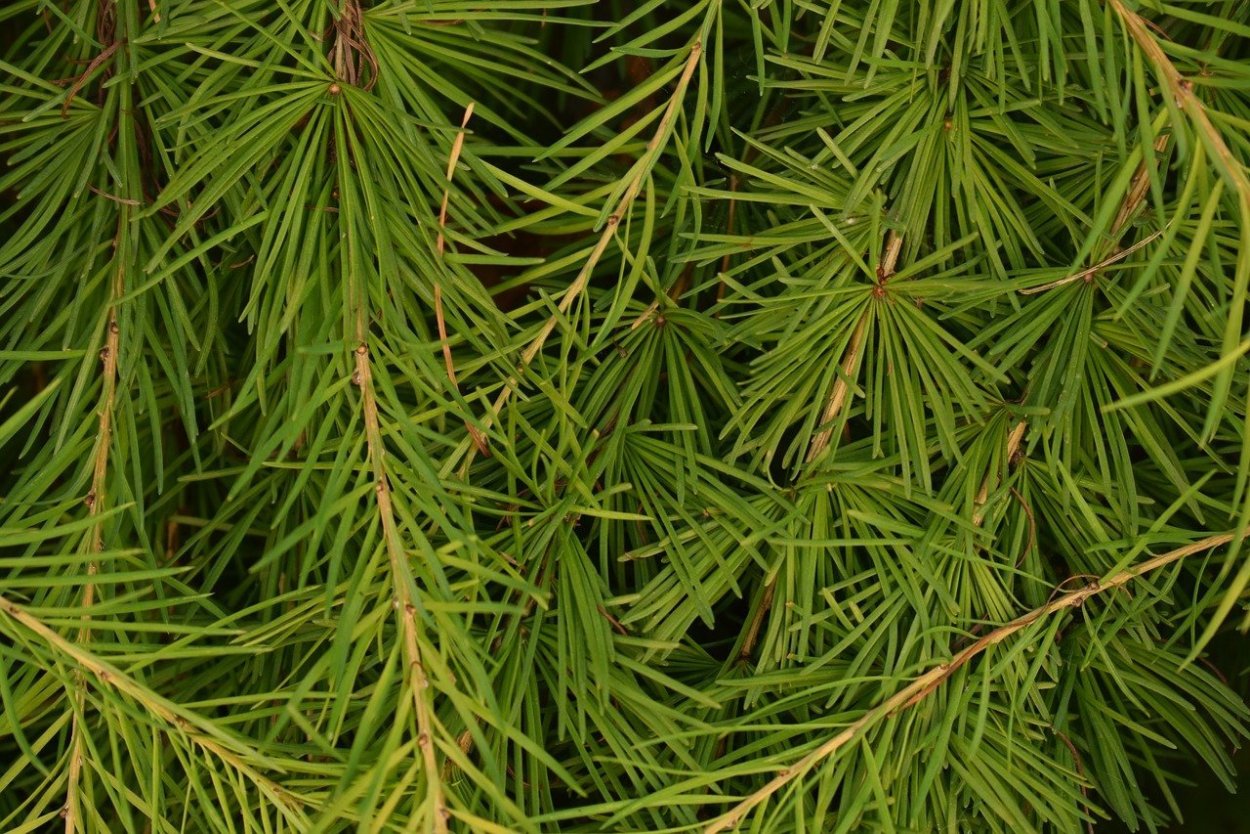 Ель обыкновенная Cupressina