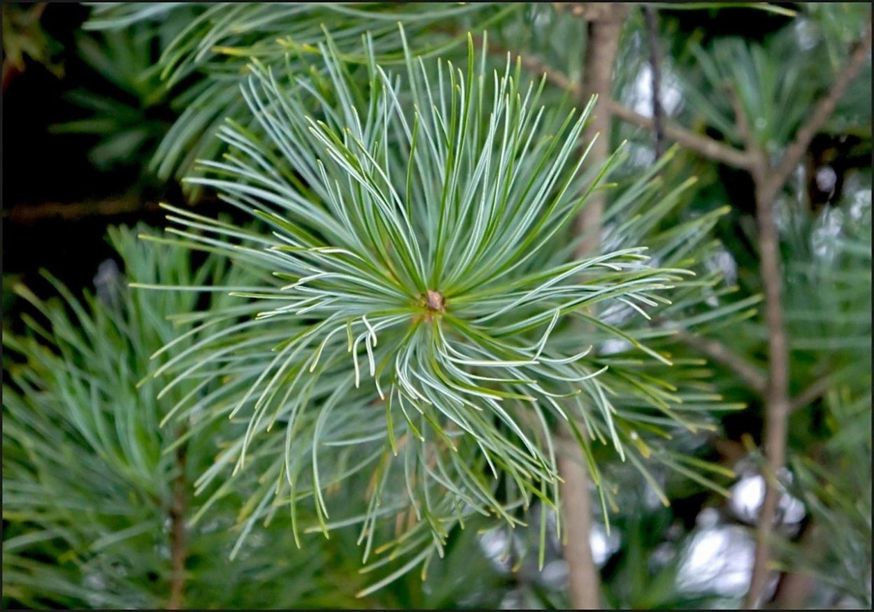 Пихта кедр можжевельник