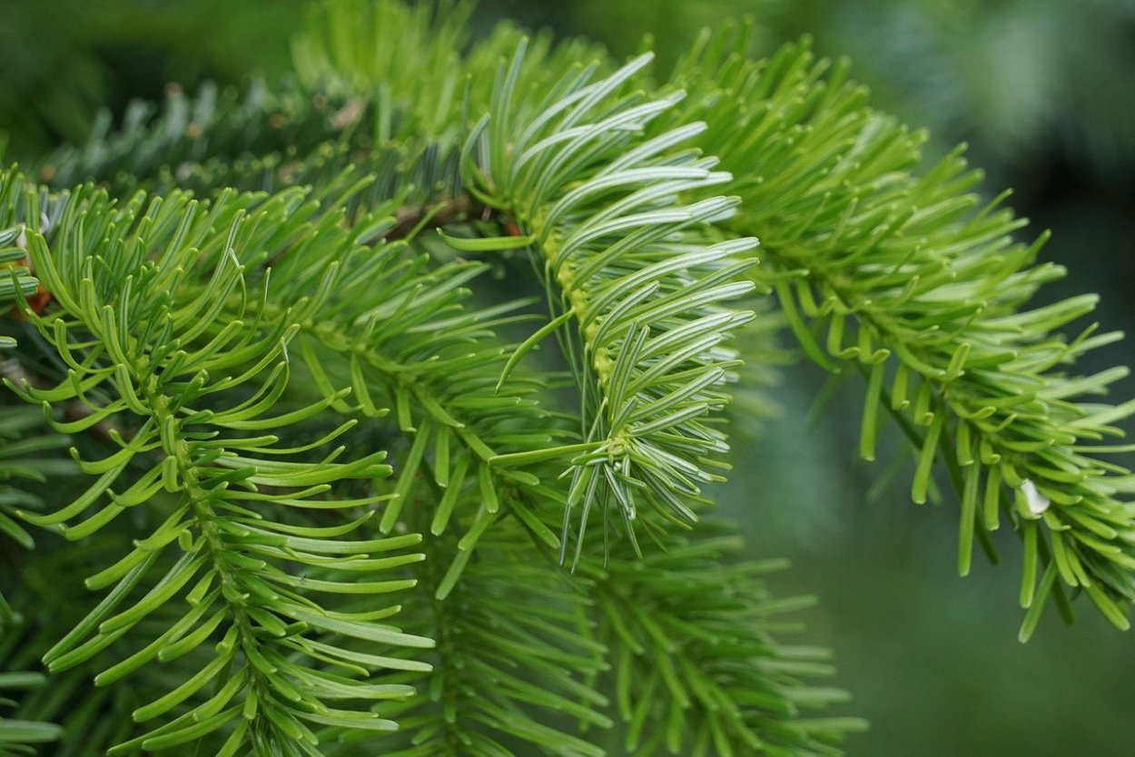Хвойные кониферс