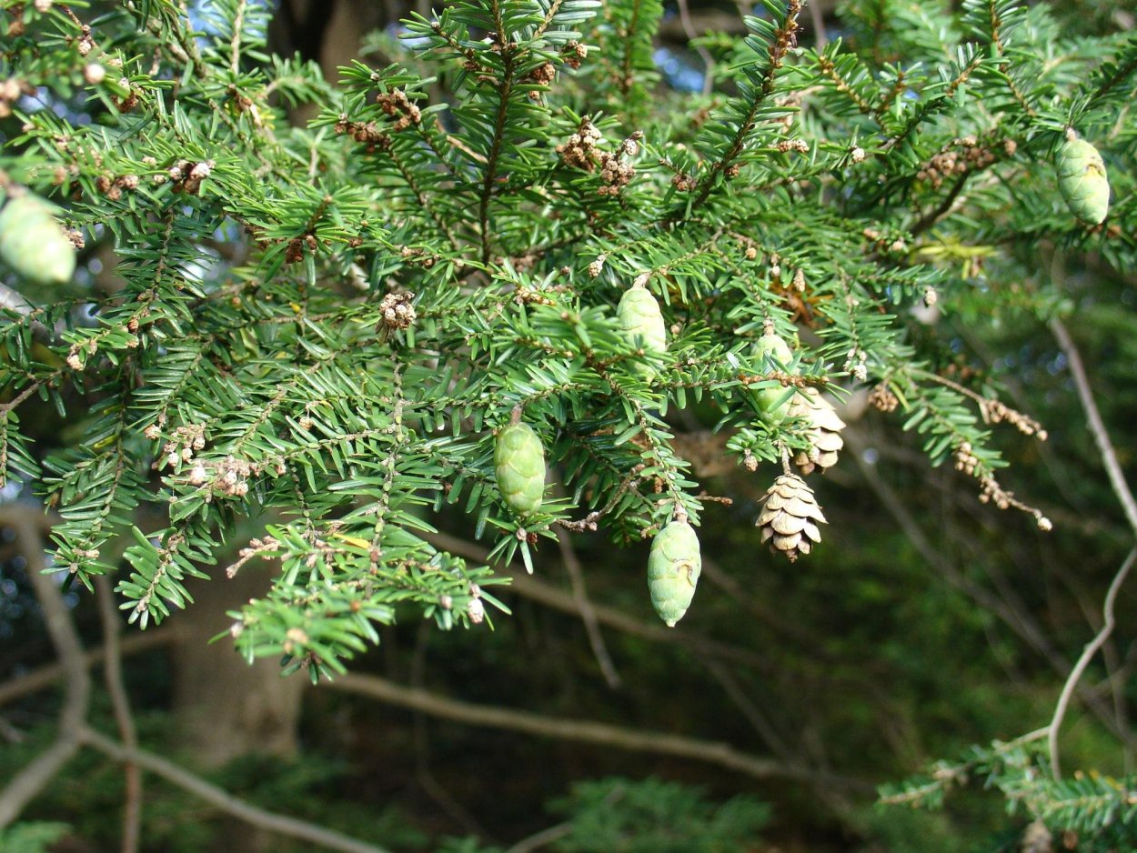 Хвойник с длинными иголками