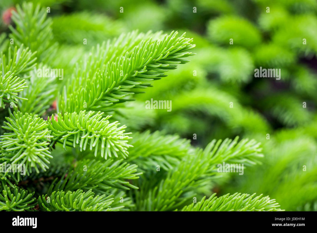 Сосна смолистая