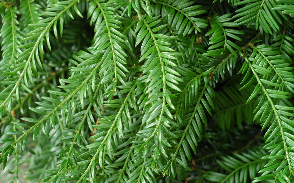 Тисс зеленая гора